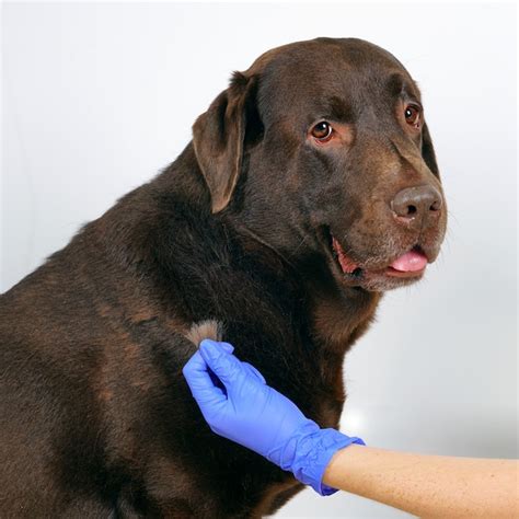 Lab Dog Undercoat