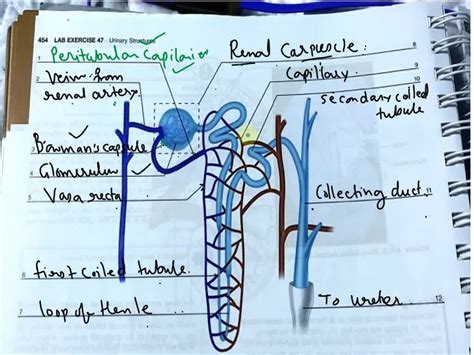 Lab Exercise 47 Urinary Structures