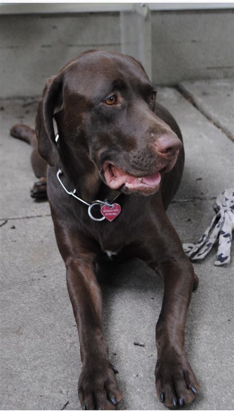 Lab German Shorthaired Pointer Mix