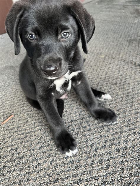Lab Mix Reddit