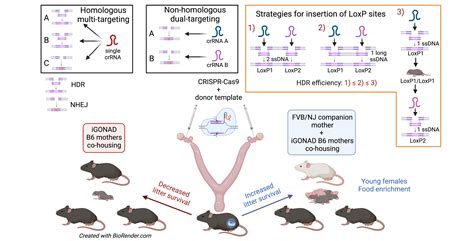 Lab Mouse Genome