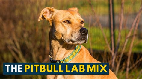 Lab Pit Mix Behavior