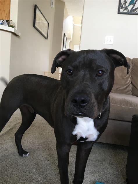 Lab Pitbull Mix Exercise