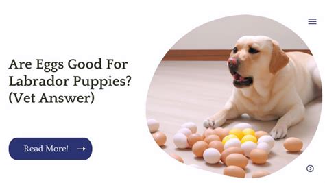 Lab Puppy Eggs