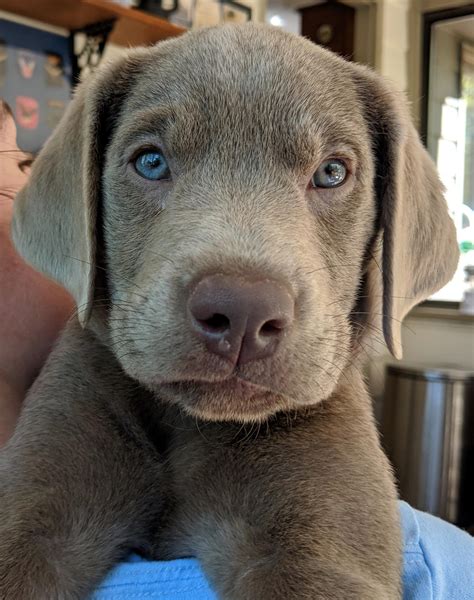 Lab Puppy Reddit