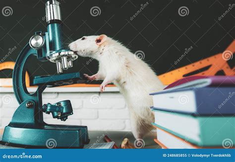 Lab Rat Pictures