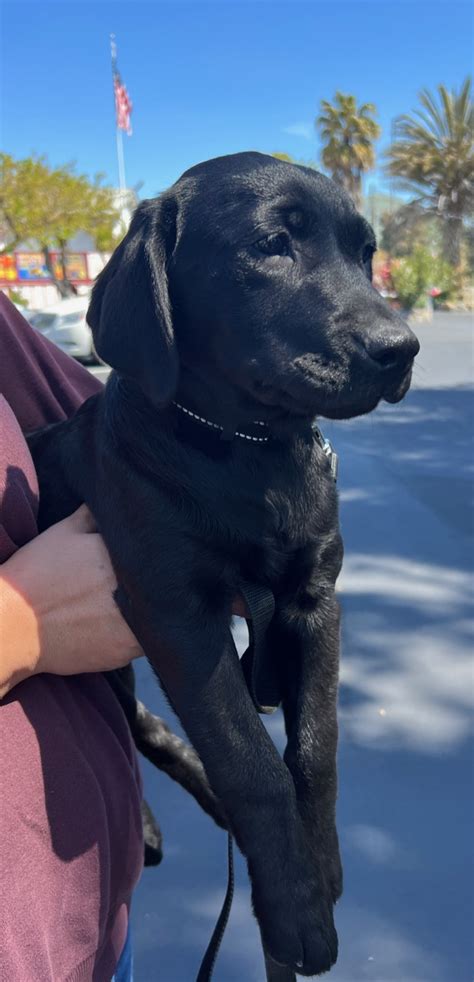 lab rescue monterey ca