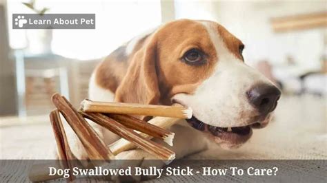 Lab Swallowed Bully Stick