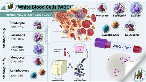Lab Test Results Wbc