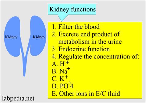 Lab Tests Kidney Function