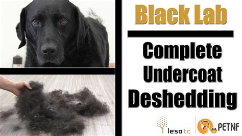 Lab Undercoat Shedding