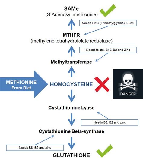 Labcorp Test Menu Homocysteine