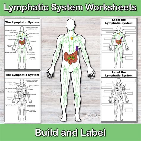 Label Lymphatic System Printable