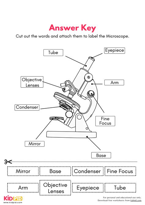 Label Microscope Diagram Worksheet Printable