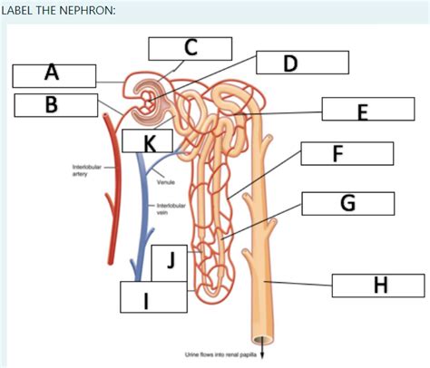 Label Nephron Quizlet
