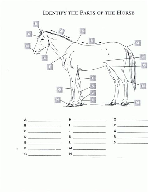 label parts of the horse worksheet
