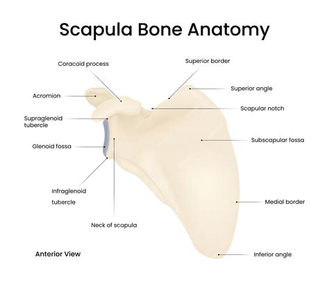 label the bony structures of the scapula