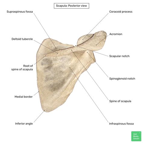 label the bony structures of the scapula.