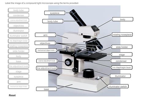 Label The Image Of A Compound Light Microscope Using The Terms Provided