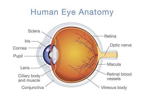 Label The Parts Of The Eye On A Diagram And Know The Functions