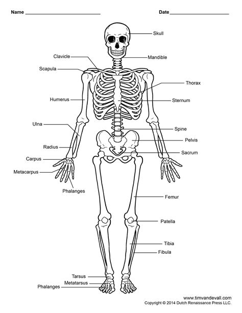 Label The Skeleton Printable