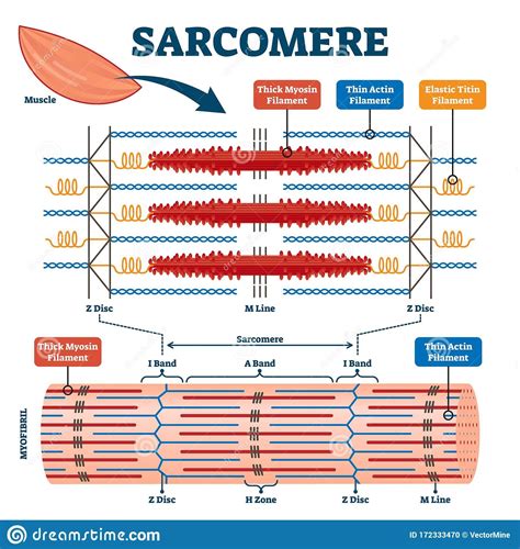 label the structures of a sarcomere.