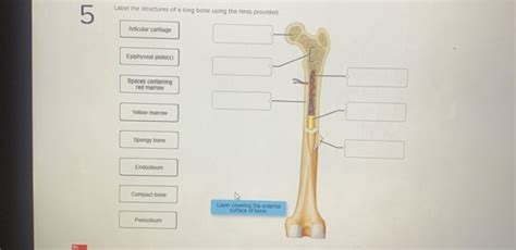 label the structures of the bone using the hints provided