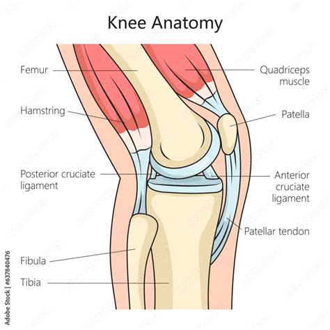 label the structures of the knee