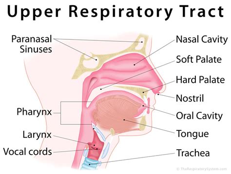 label the structures of the upper respiratory system