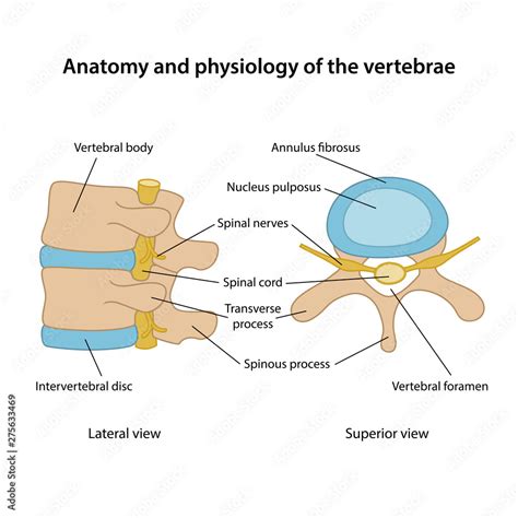 label the structures of the vertebrae