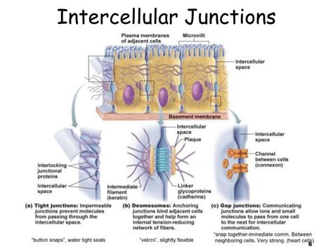 Label The Types Of Intercellular Junctions
