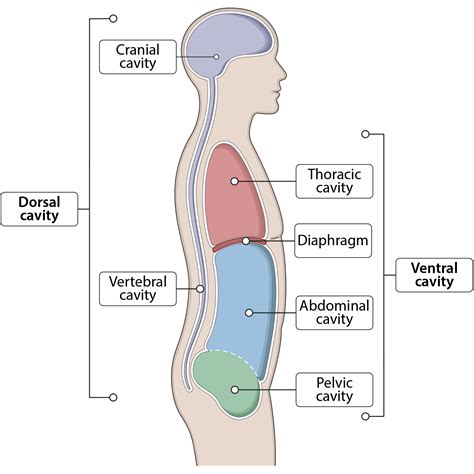 labeled body cavities