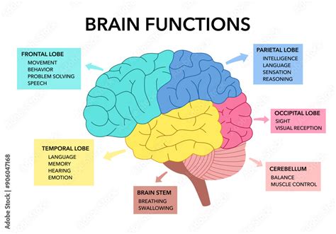 Labeled Brain Diagram And Functions