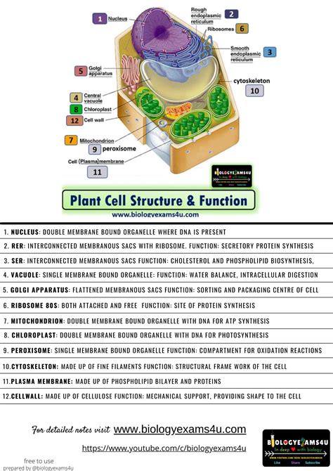 Labeled Diagram Of Plant Cell With Functions