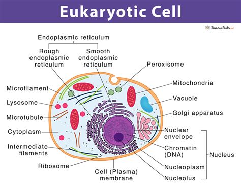 Unveiling the Secrets: A Comprehensive Guide to Identifying Eukaryotic Cells with Labeling Techniques