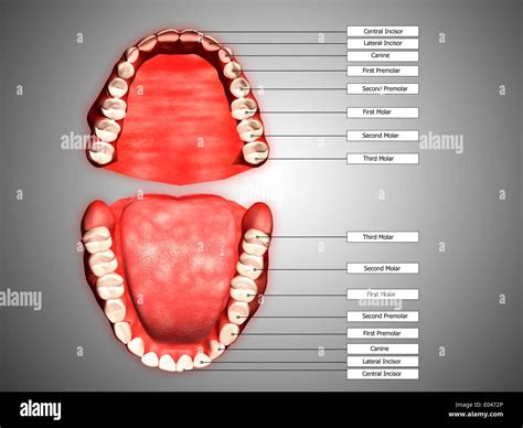 Labeling Of Human Teeth