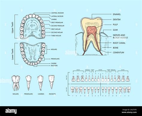 Labelling Teeth