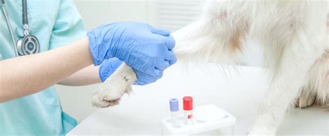 Laboratory Testing Dog