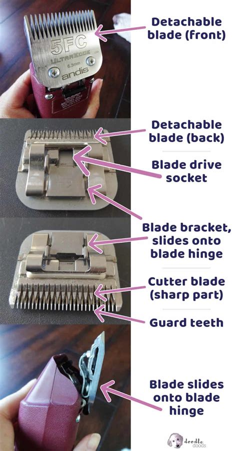 Labradoodle Clipper Blade Size
