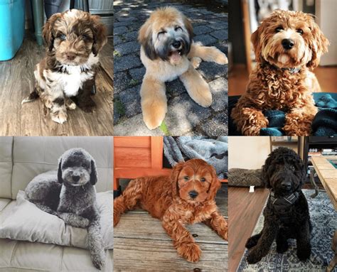Labradoodle Colors