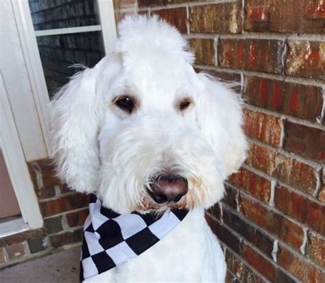 Labradoodle With Mohawk