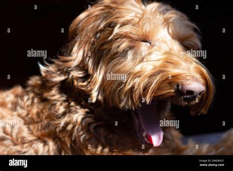 Labradoodle Yawning