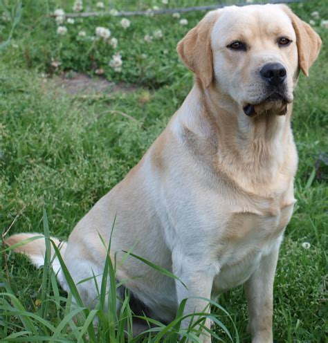 Why Labrador Retriever Is One Of The Most Popular Dog Breeds In 2023