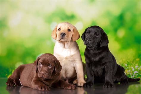 Labrador origine, caractère et éducation du chien