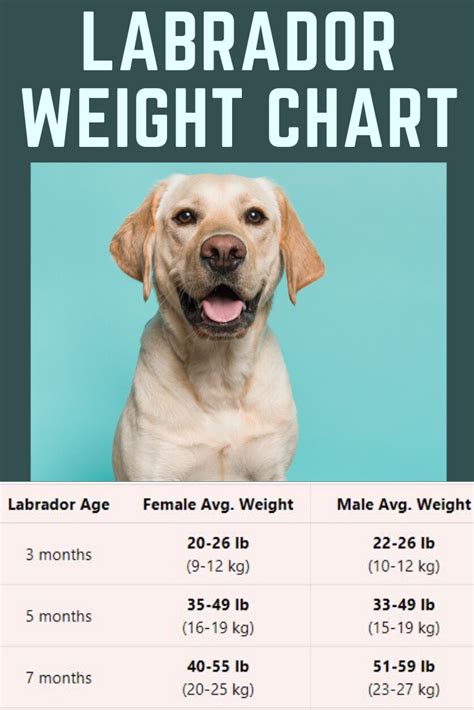 Labrador Retriever Average Weight at Different Growth Stages Dog