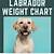 labrador retriever weight chart