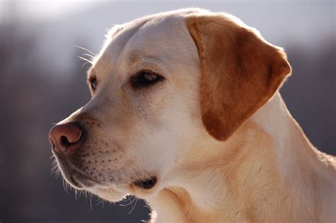 Labrador Side Profile High Resolution Stock Photography and Images Alamy
