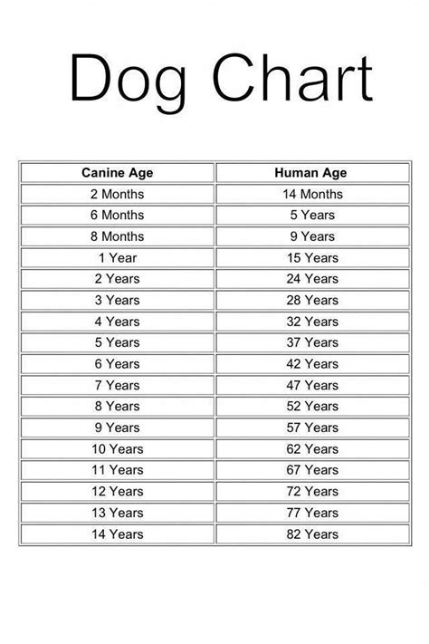 Labrador Age Span