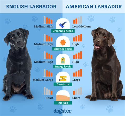 Labrador Breed Age
