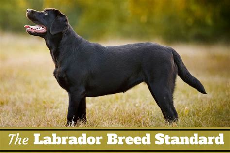 Labrador Breed Standards